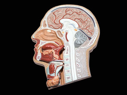 Medical Terminology for Beginners
